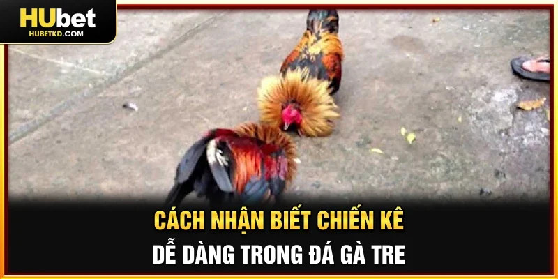 Cách nhận biết chiến kê dễ dàng trong Đá gà tre