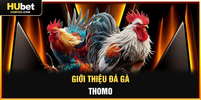 Giới thiệu Đá gà Thomo