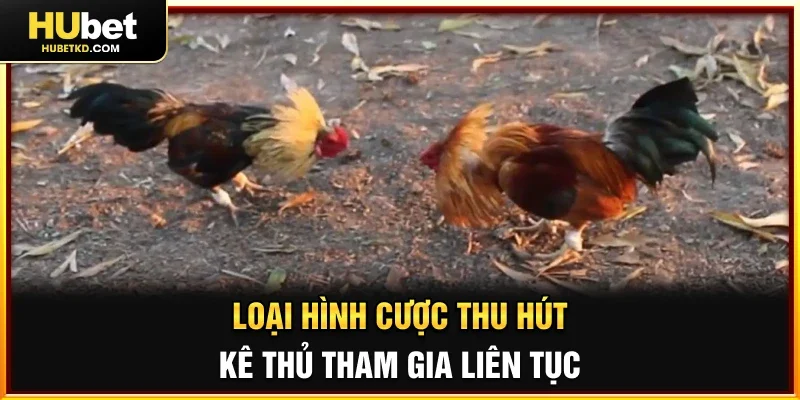 Loại hình cược thu hút kê thủ tham gia liên tục 