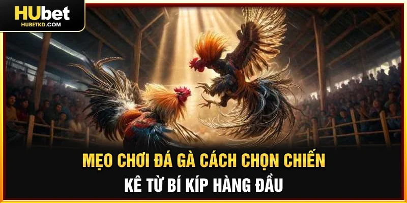 Mẹo Chơi Đá Gà