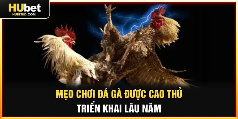 Mẹo chơi đá gà được cao thủ triển khai lâu năm